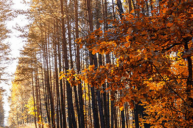 2025 极直播app下载罗马客场喜获三分，排兵布阵获得成功